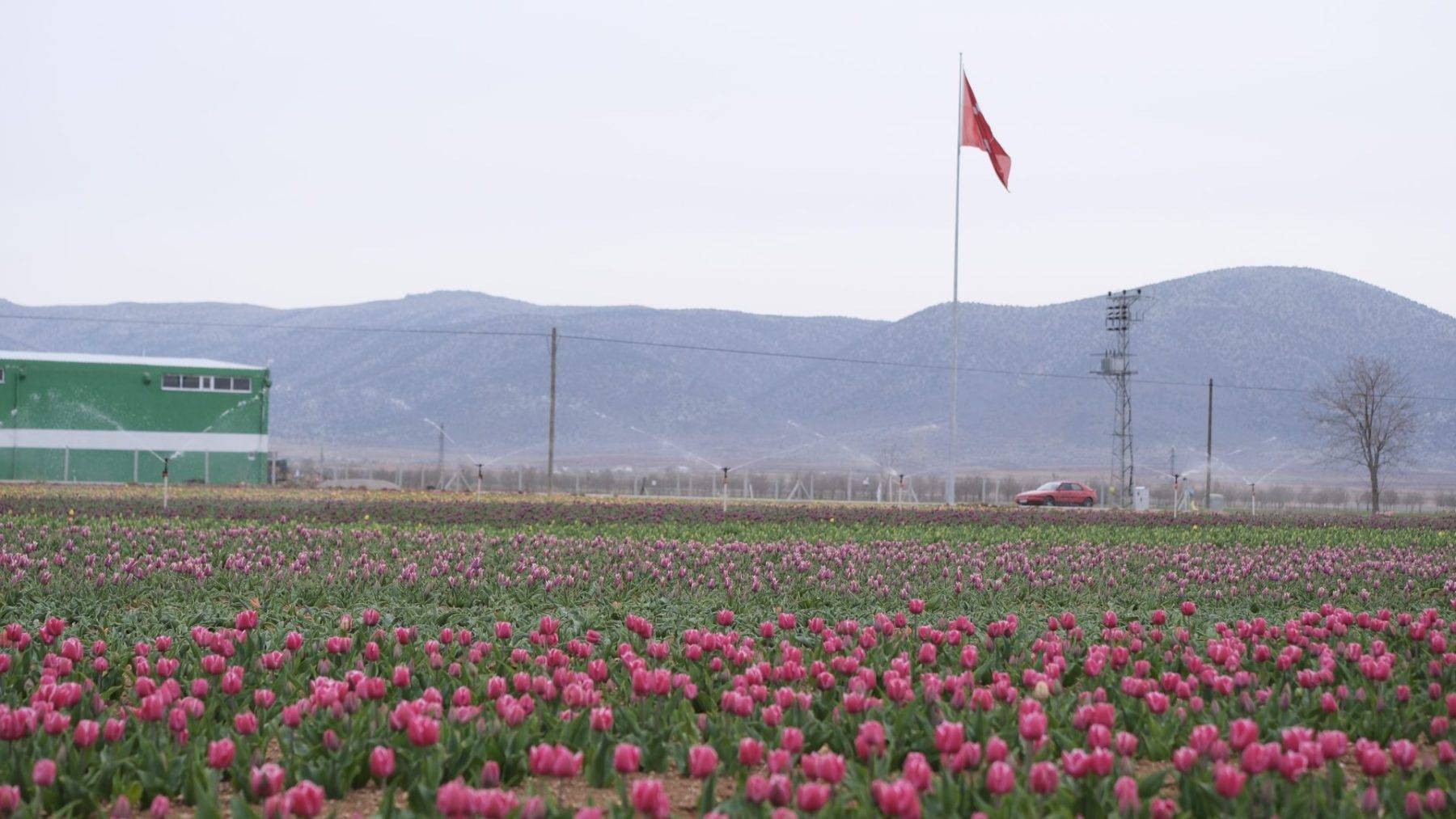 Fotoğraf tutkunlarının rüyası: Lale tarlaları Karaman'ı süslüyor