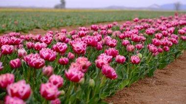 Fotoğraf tutkunlarının rüyası: Lale tarlaları Karaman'ı süslüyor