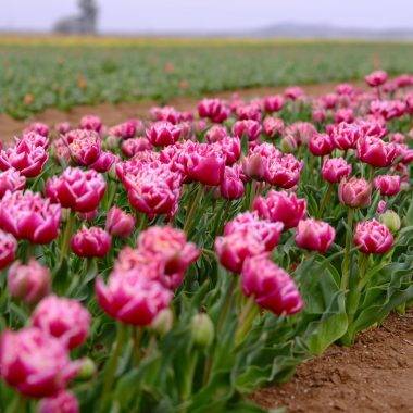 Fotoğraf tutkunlarının rüyası: Lale tarlaları Karaman'ı süslüyor