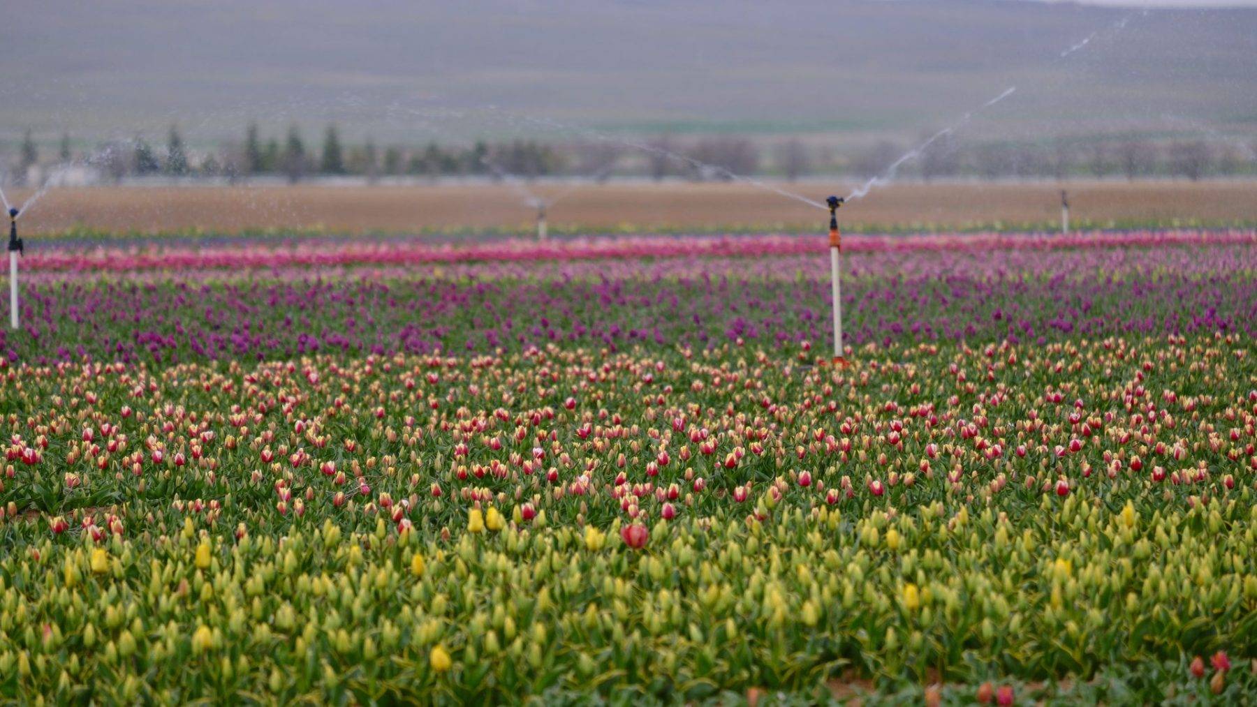 Fotoğraf tutkunlarının rüyası: Lale tarlaları Karaman'ı süslüyor