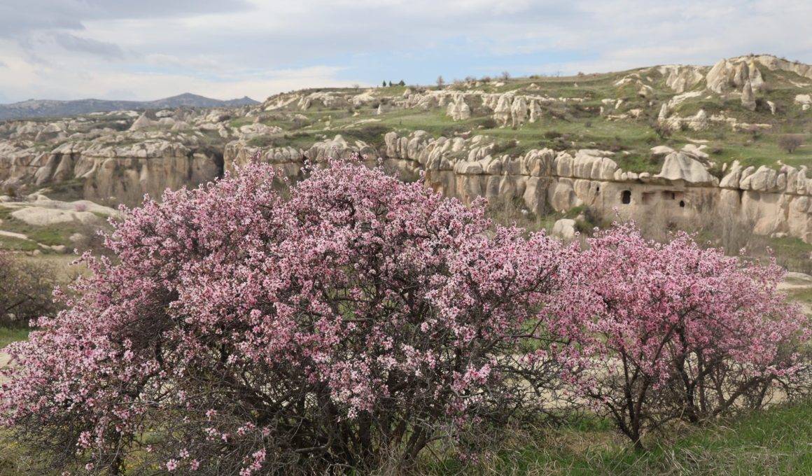 İlkbahar renkleriyle bezenen Kapadokya'da eşsiz manzaralar