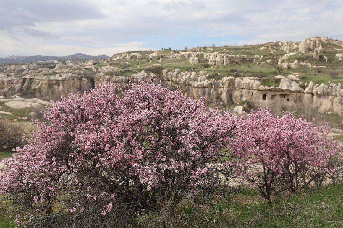 İlkbahar renkleriyle bezenen Kapadokya'da eşsiz manzaralar