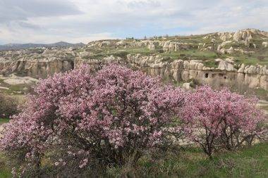 İlkbahar renkleriyle bezenen Kapadokya'da eşsiz manzaralar