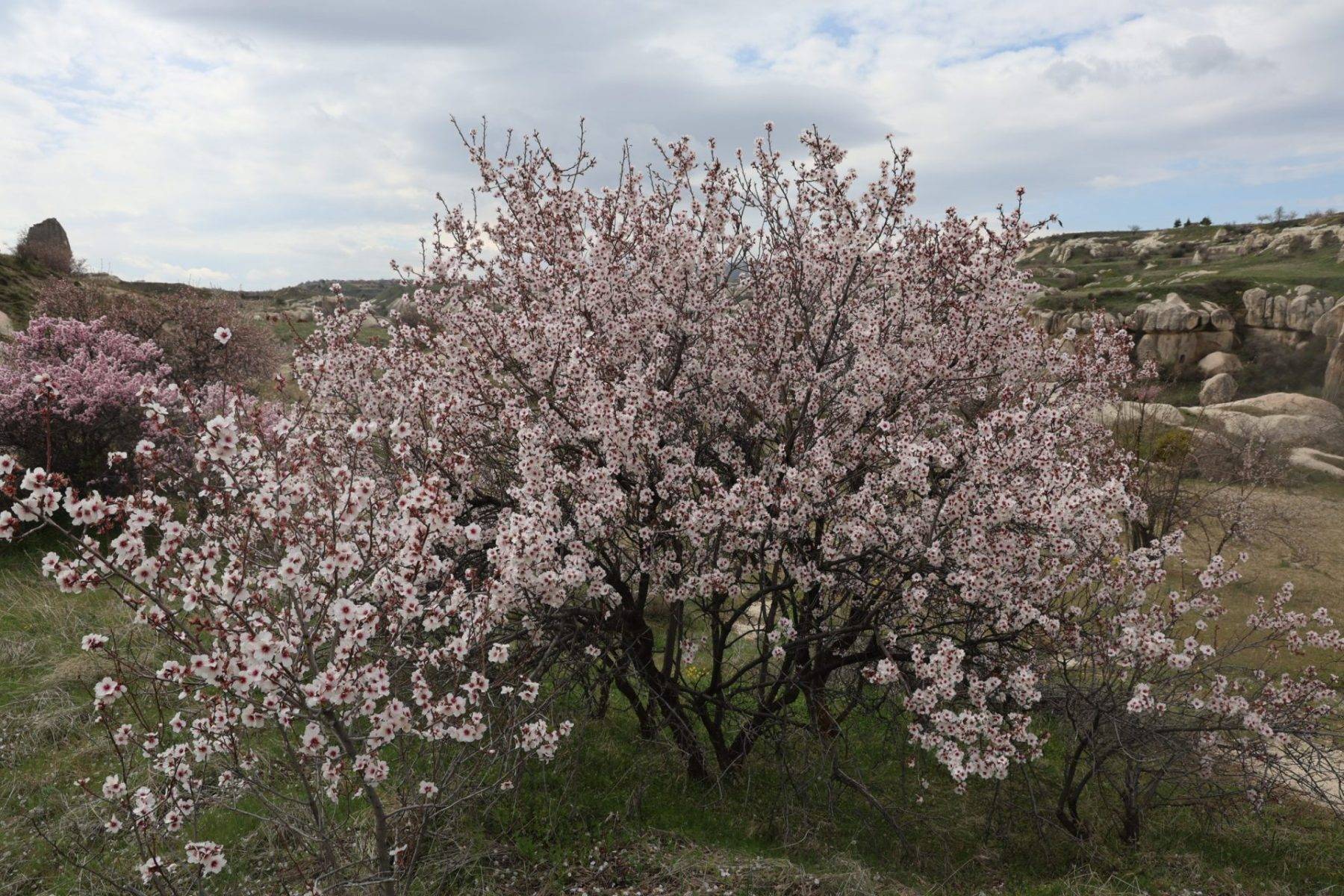 İlkbahar renkleriyle bezenen Kapadokya'da eşsiz manzaralar