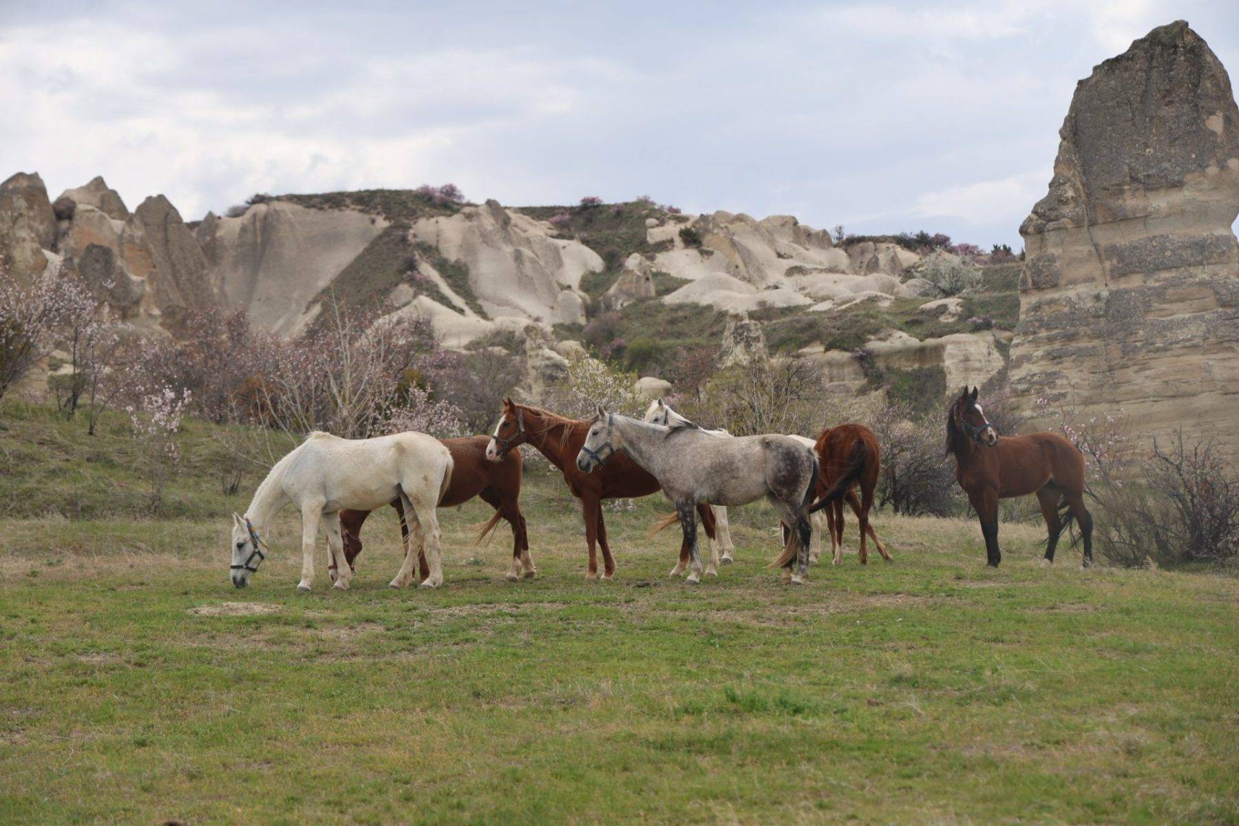 İlkbahar renkleriyle bezenen Kapadokya'da eşsiz manzaralar