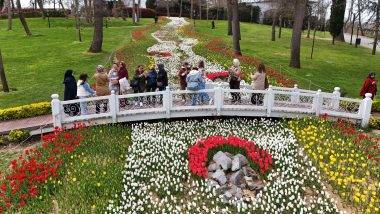 İstanbul'da renk cümbüşü: Laleler park ve koruları süsledi