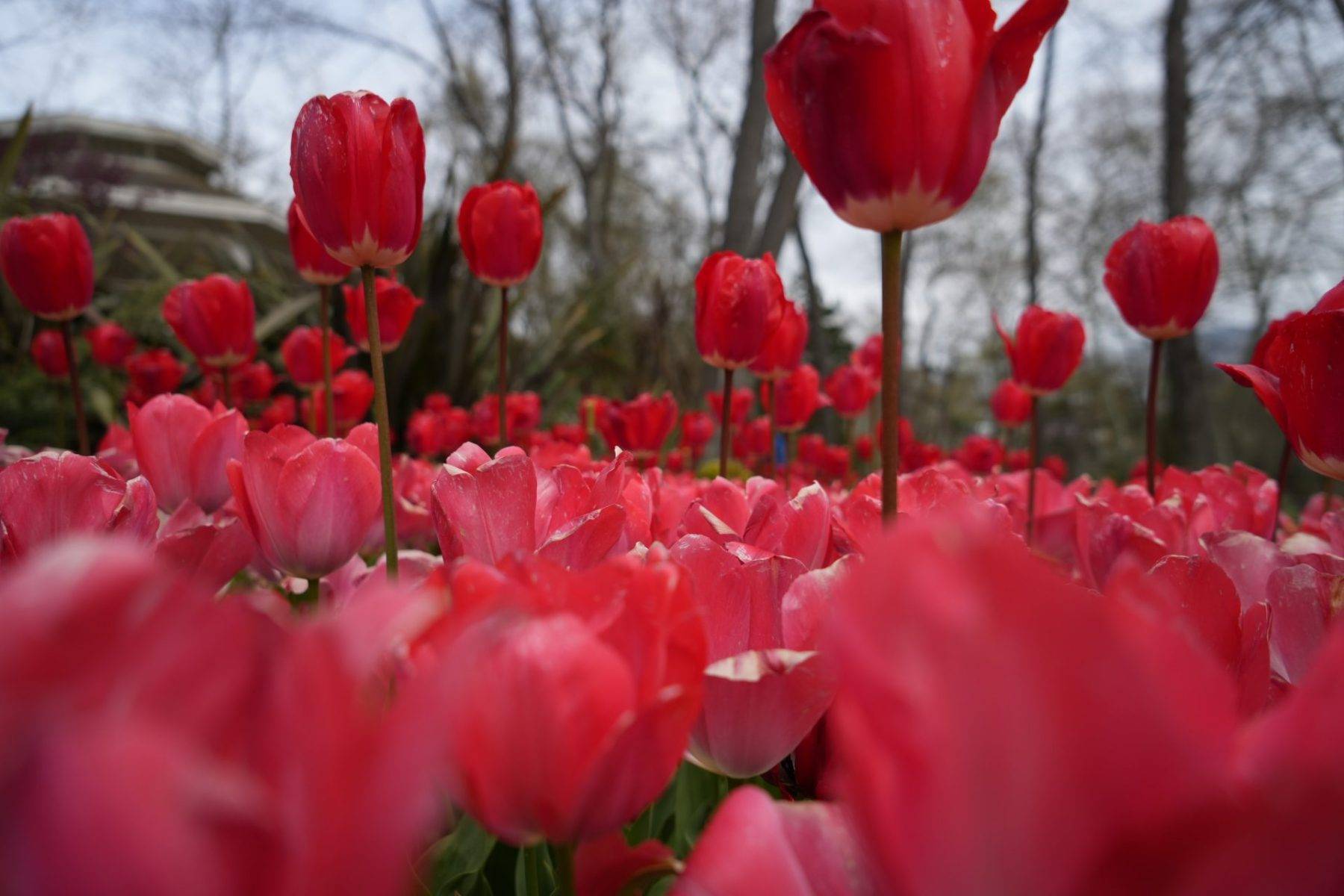 İstanbul'da renk cümbüşü: Laleler park ve koruları süsledi