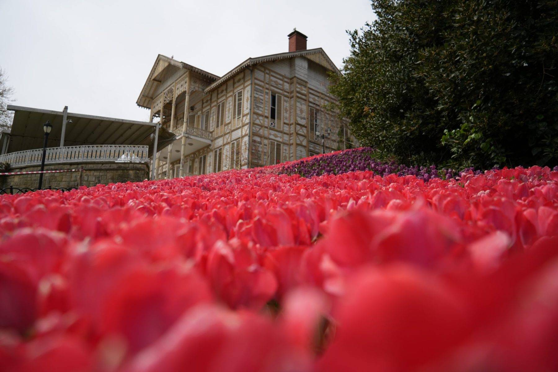 İstanbul'da renk cümbüşü: Laleler park ve koruları süsledi