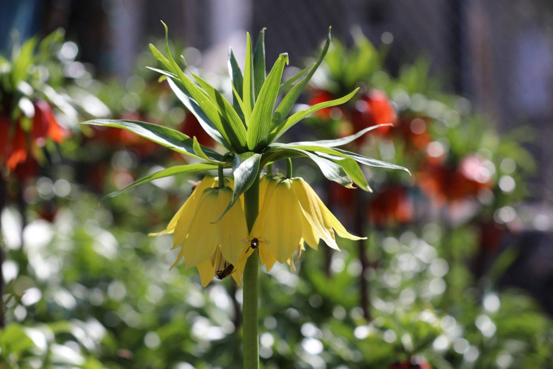 Koparmak yürek ister! Şırnak'ta ters lale yüzünü gösterdi