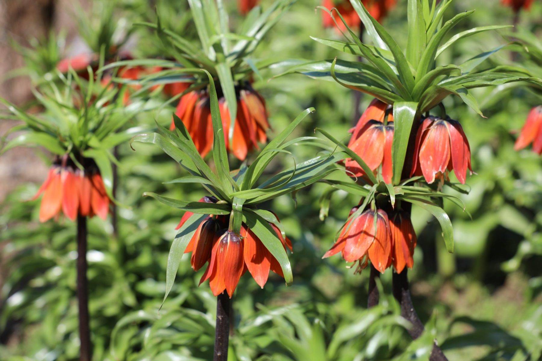 Koparmak yürek ister! Şırnak'ta ters lale yüzünü gösterdi