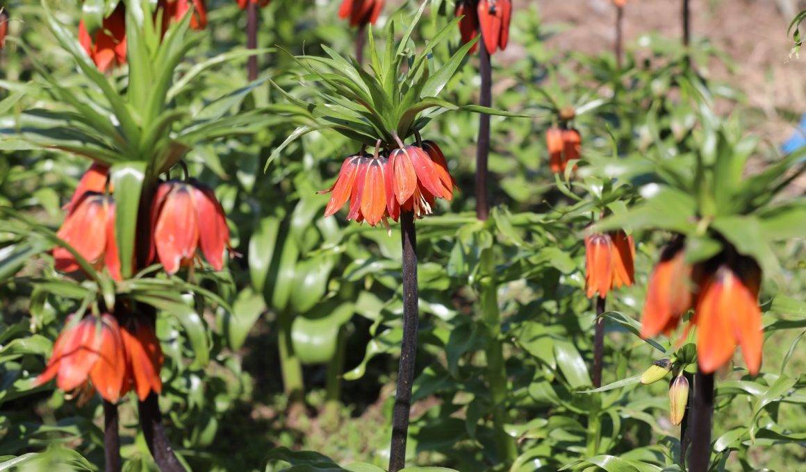 Koparmak yürek ister! Şırnak'ta ters lale yüzünü gösterdi