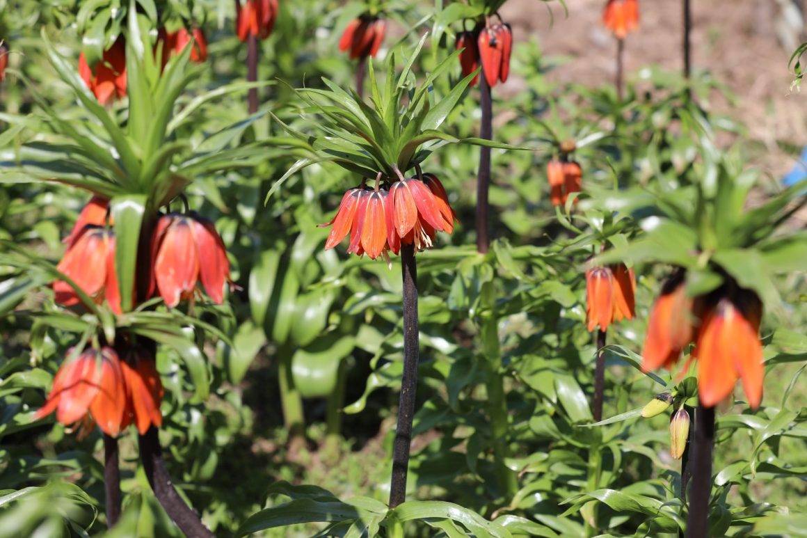 Koparmak yürek ister! Şırnak'ta ters lale yüzünü gösterdi