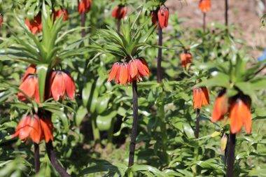 Koparmak yürek ister! Şırnak'ta ters lale yüzünü gösterdi
