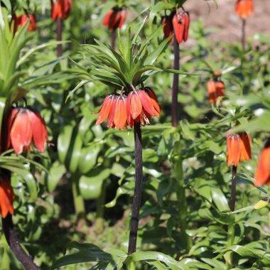 Koparmak yürek ister! Şırnak'ta ters lale yüzünü gösterdi