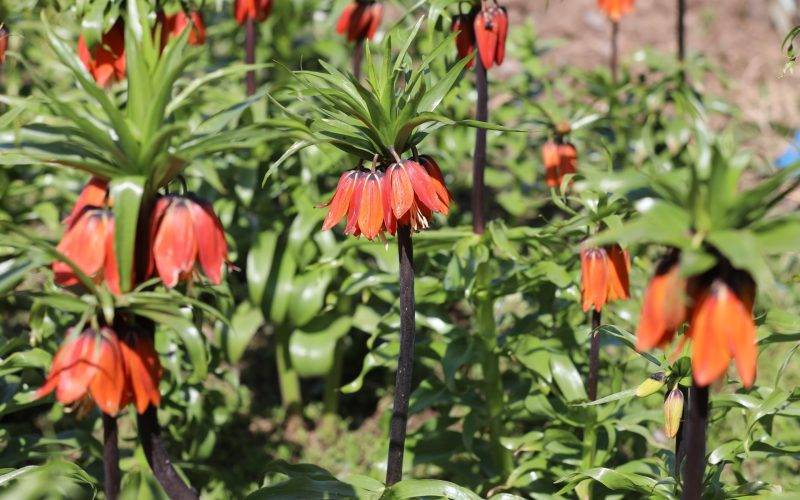 Koparmak yürek ister! Şırnak'ta ters lale yüzünü gösterdi