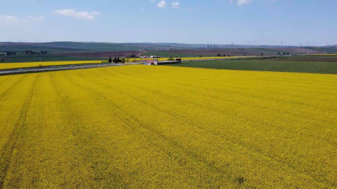 Tekirdağ'ın sarı denizi: Kanola tarlaları kartpostalları andırdı