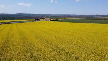 Tekirdağ'ın sarı denizi: Kanola tarlaları kartpostalları andırdı