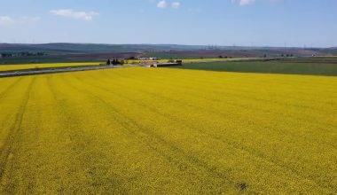Tekirdağ'ın sarı denizi: Kanola tarlaları kartpostalları andırdı