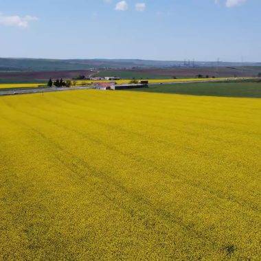Tekirdağ'ın sarı denizi: Kanola tarlaları kartpostalları andırdı