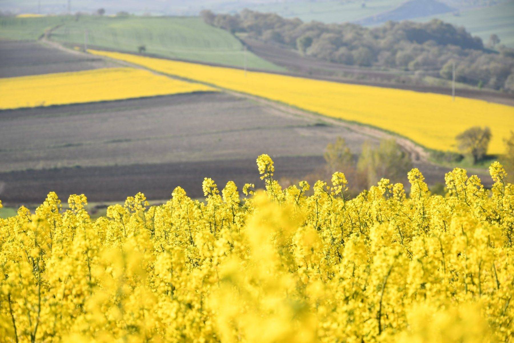 Tekirdağ'ın sarı denizi: Kanola tarlaları kartpostalları andırdı 