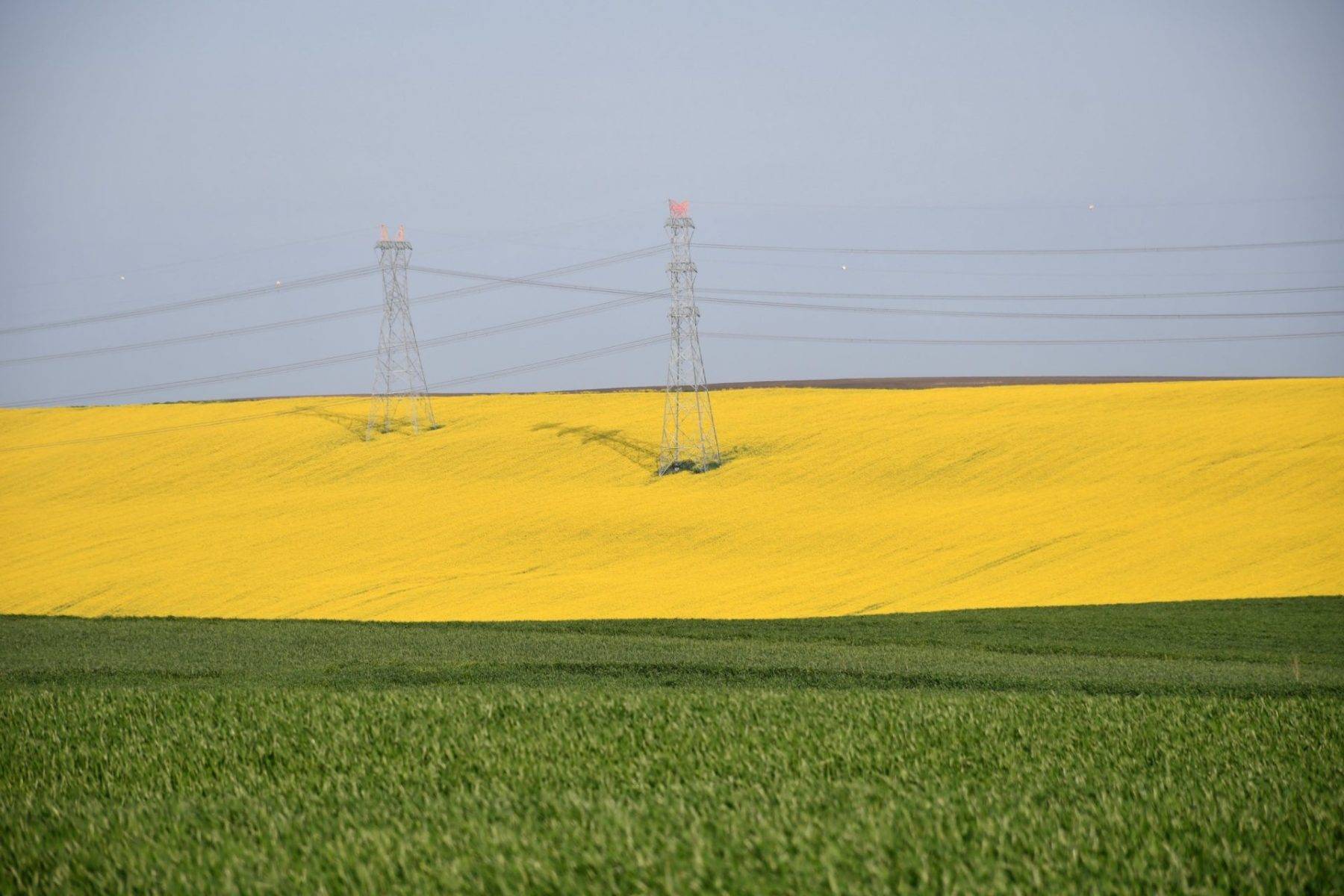 Tekirdağ'ın sarı denizi: Kanola tarlaları kartpostalları andırdı 