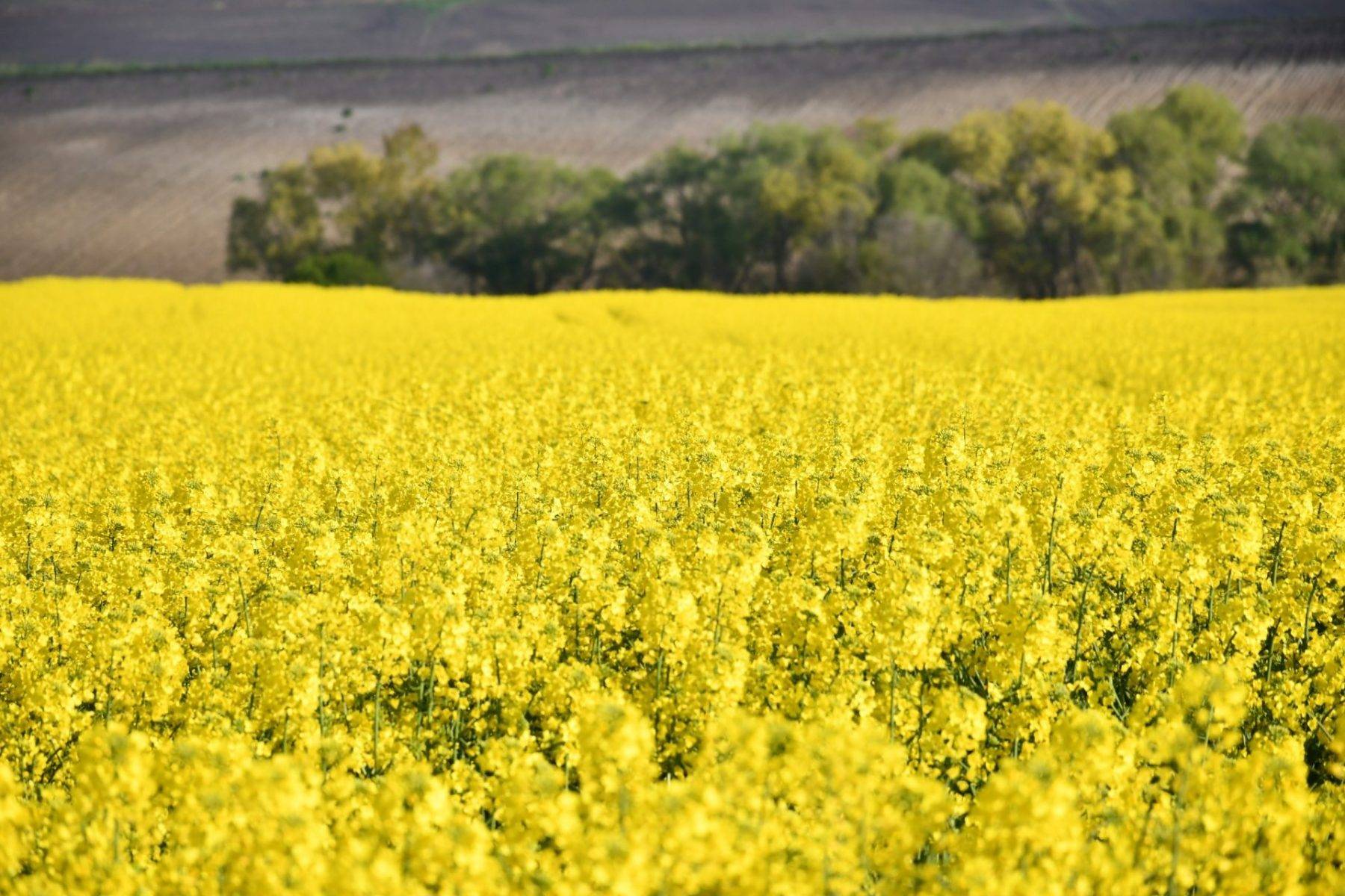 Tekirdağ'ın sarı denizi: Kanola tarlaları kartpostalları andırdı 
