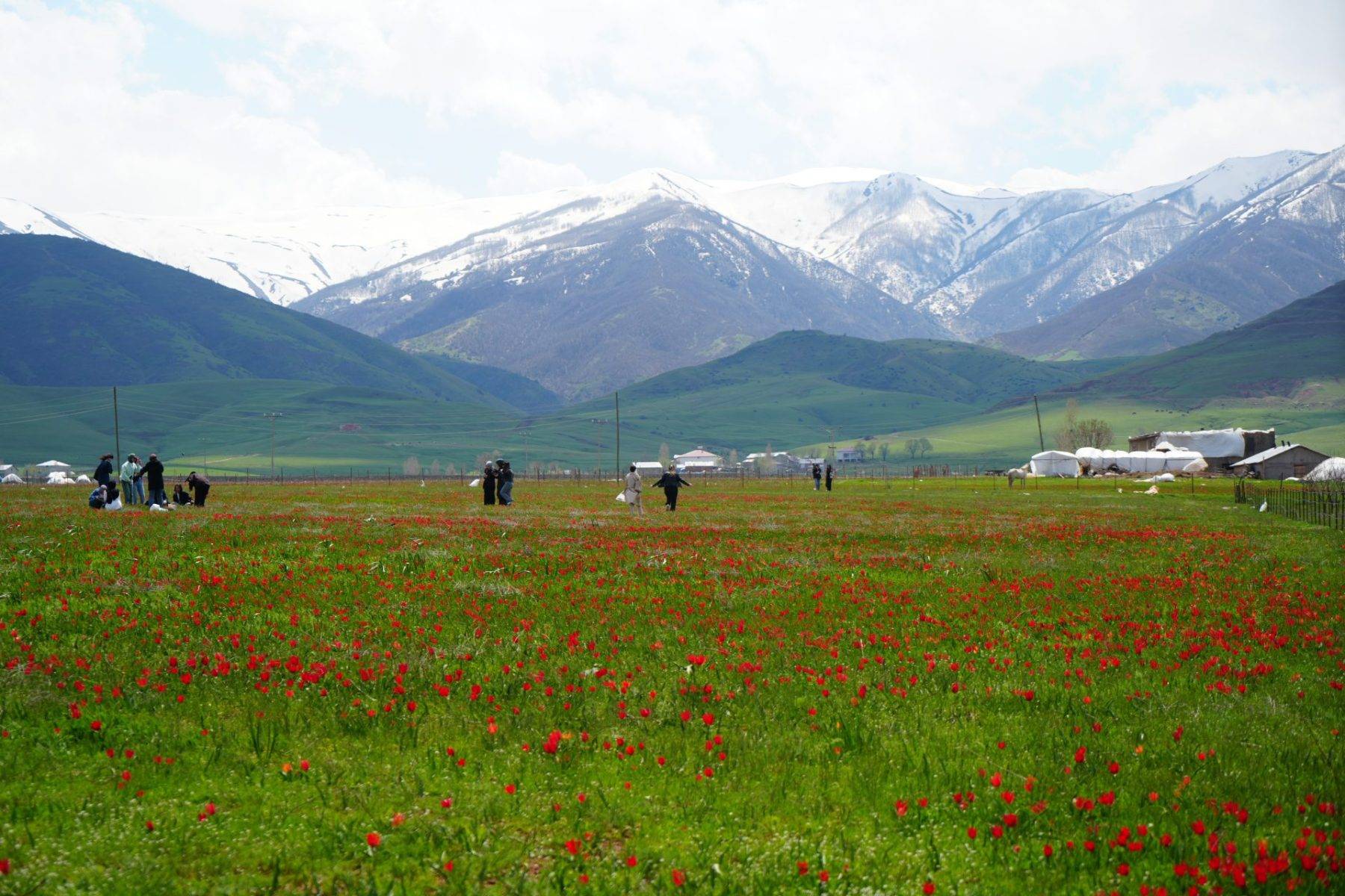 Sadece 3 hafta görülebilen manzaralar: Muş Ovası, tescilli laleler ile şenlendi