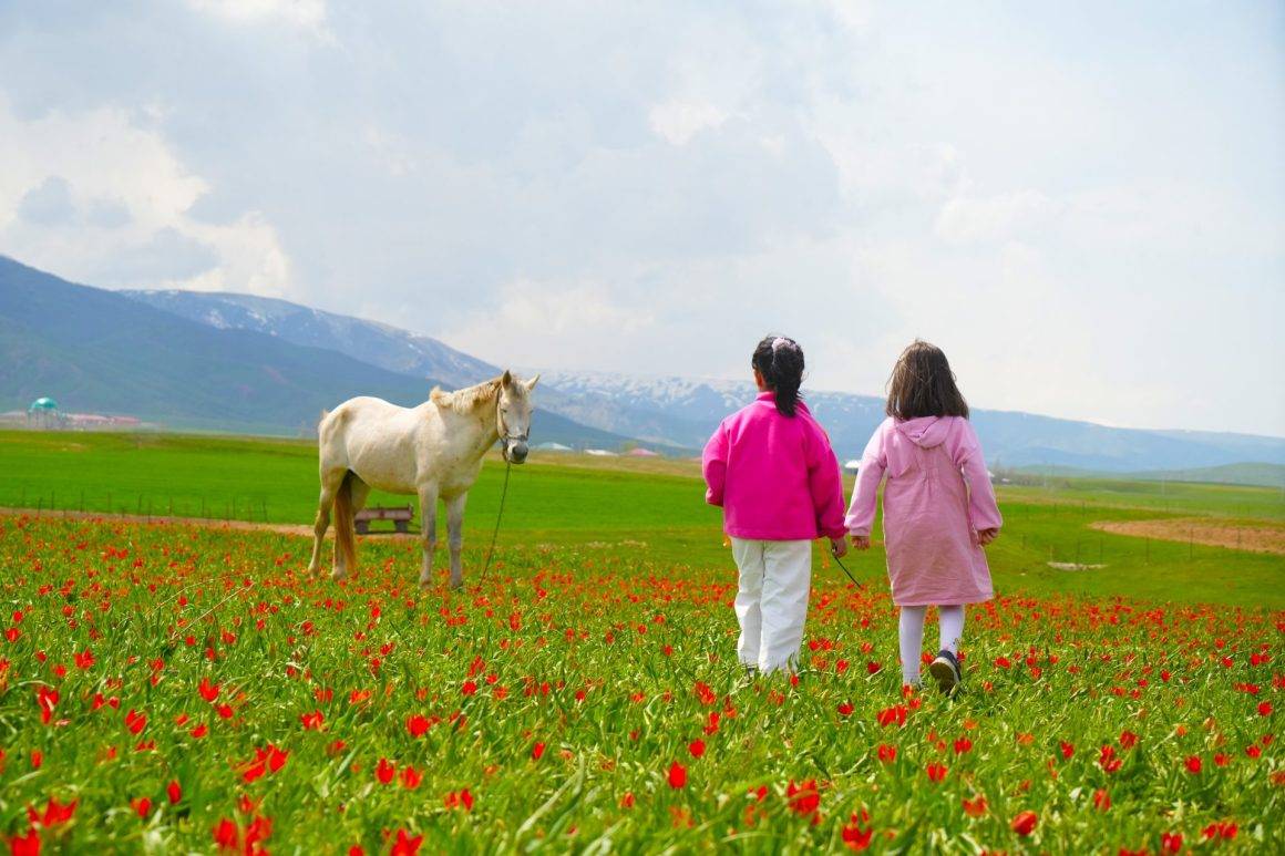 Sadece 3 hafta görülebilen manzaralar: Muş Ovası, tescilli laleler ile şenlendi