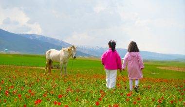 Sadece 3 hafta görülebilen manzaralar: Muş Ovası, tescilli laleler ile şenlendi