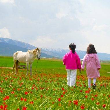 Sadece 3 hafta görülebilen manzaralar: Muş Ovası, tescilli laleler ile şenlendi