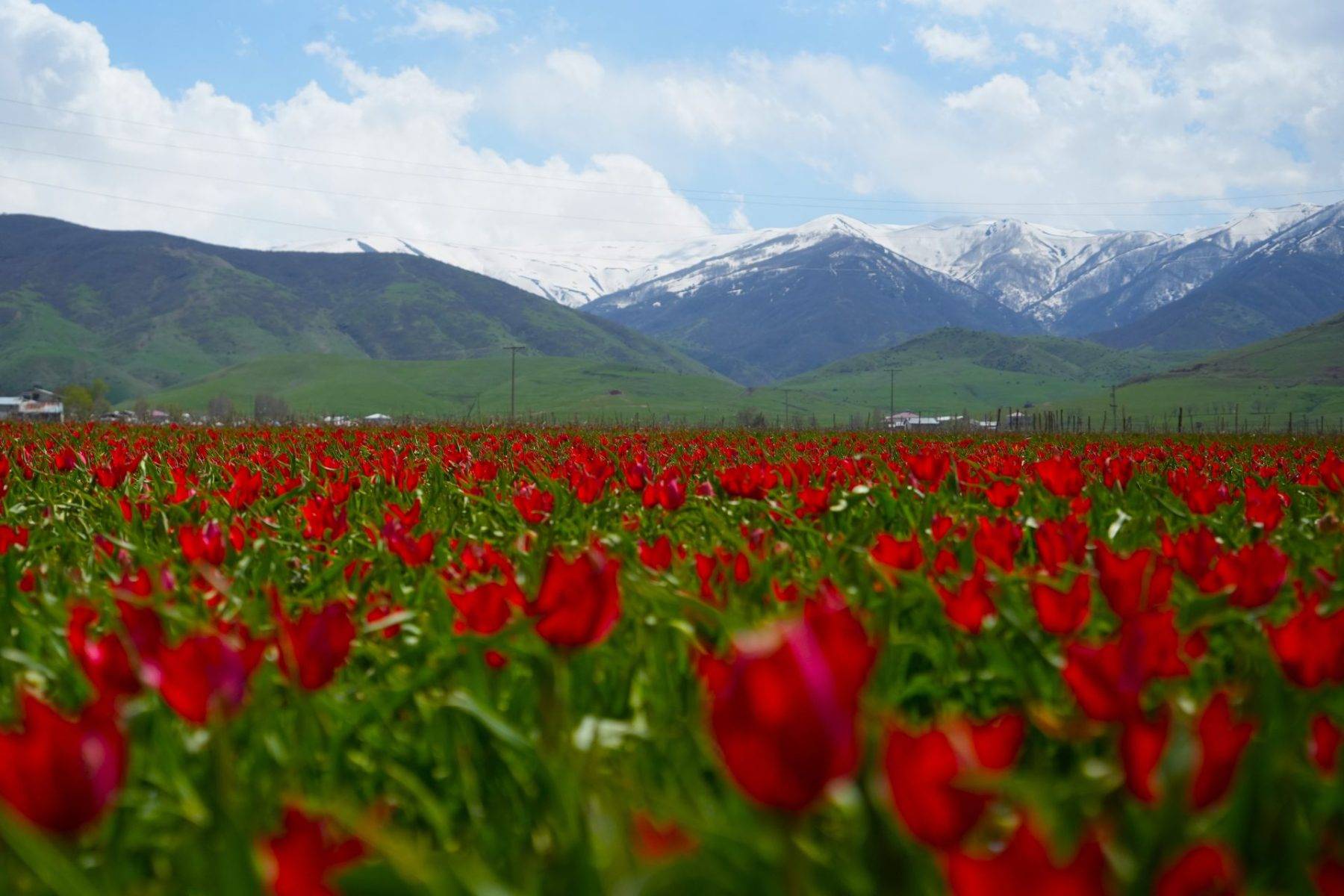 Sadece 3 hafta görülebilen manzaralar: Muş Ovası, tescilli laleler ile şenlendi