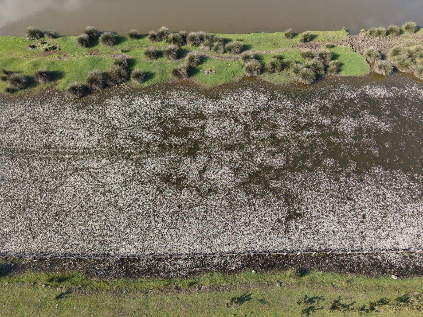 Su papatyaları mest etti: Kızılırmak Deltası Kuş Cenneti'nde enfes görüntüler