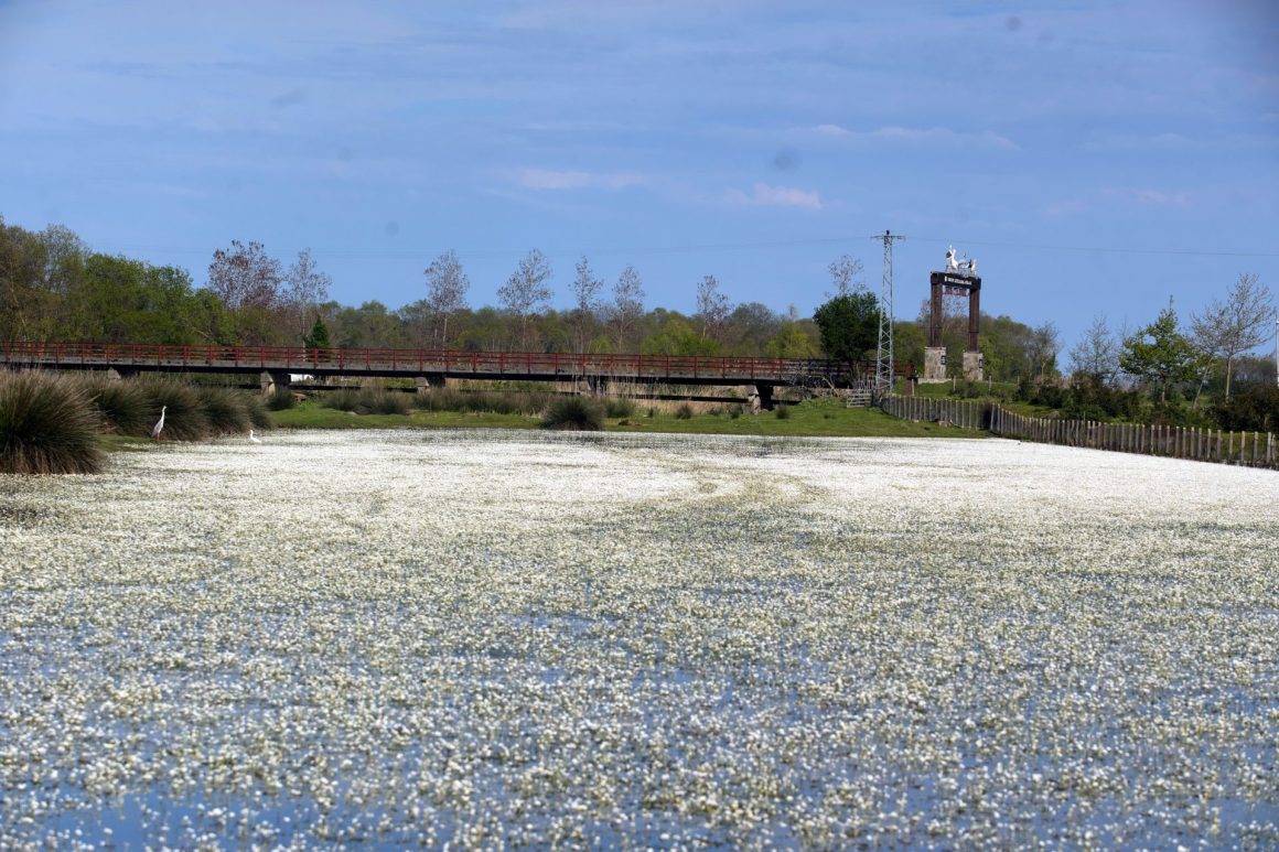 Su papatyaları mest etti: Kızılırmak Deltası Kuş Cenneti'nde enfes görüntüler