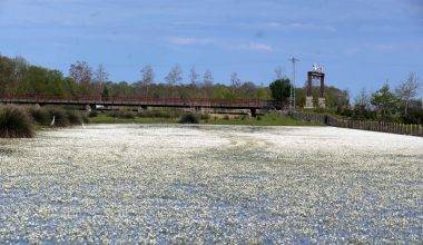 Su papatyaları mest etti: Kızılırmak Deltası Kuş Cenneti'nde enfes görüntüler