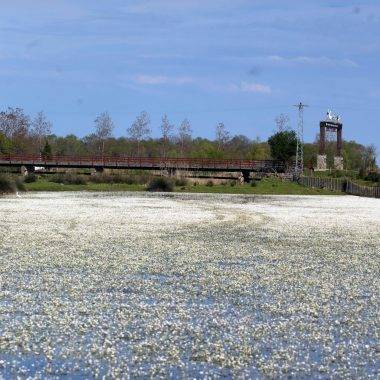 Su papatyaları mest etti: Kızılırmak Deltası Kuş Cenneti'nde enfes görüntüler