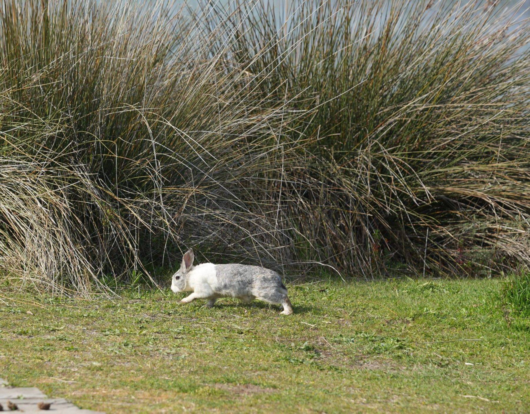 Su papatyaları mest etti: Kızılırmak Deltası Kuş Cenneti'nde enfes görüntüler