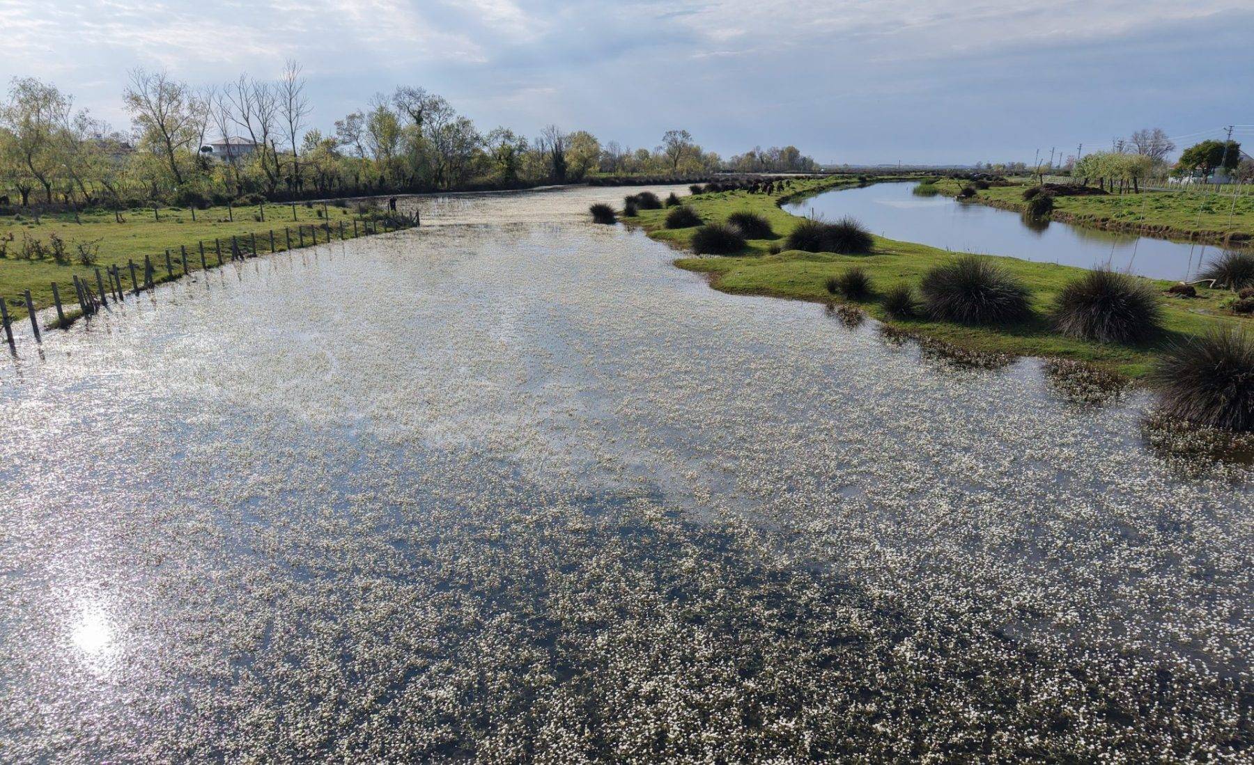 Su papatyaları mest etti: Kızılırmak Deltası Kuş Cenneti'nde enfes görüntüler