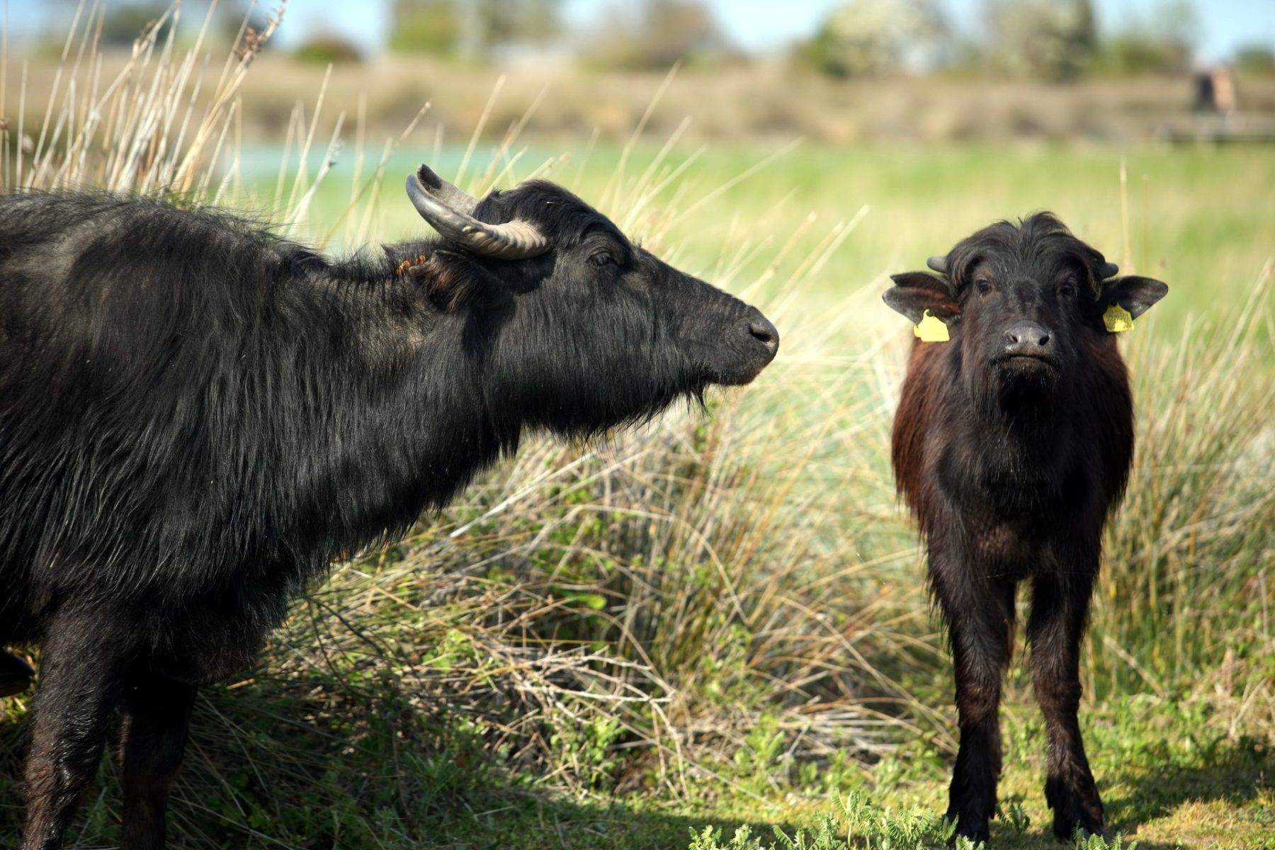 Su papatyaları mest etti: Kızılırmak Deltası Kuş Cenneti'nde enfes görüntüler