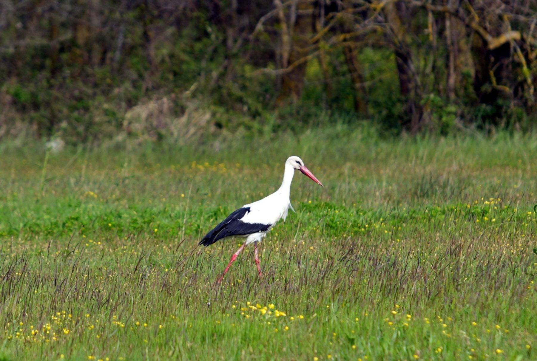 Su papatyaları mest etti: Kızılırmak Deltası Kuş Cenneti'nde enfes görüntüler