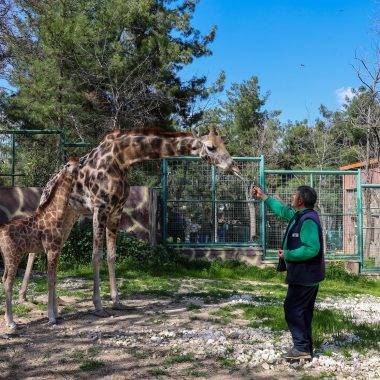 Bu yıl da rekor bekleniyor! Gaziantep Doğal Yaşam Parkı yoğun ilgi görüyor