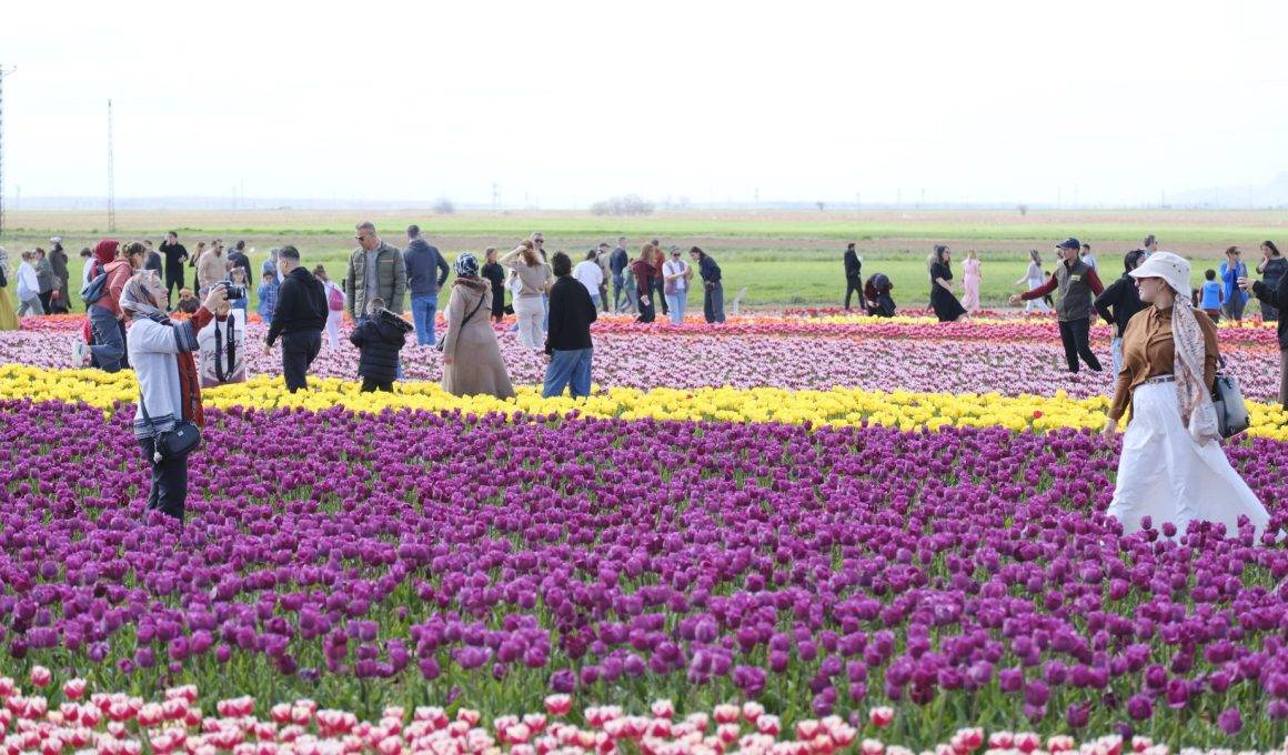 Gezmeye doyamadılar! Türkiye'nin en büyük lale tarlasına rekor ziyaret