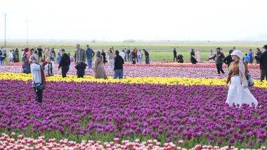 Gezmeye doyamadılar! Türkiye'nin en büyük lale tarlasına rekor ziyaret