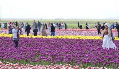 Gezmeye doyamadılar! Türkiye'nin en büyük lale tarlasına rekor ziyaret