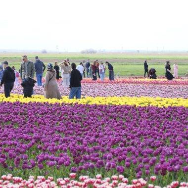 Gezmeye doyamadılar! Türkiye'nin en büyük lale tarlasına rekor ziyaret