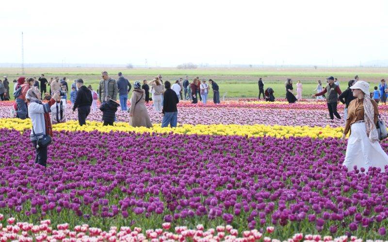 Gezmeye doyamadılar! Türkiye'nin en büyük lale tarlasına rekor ziyaret