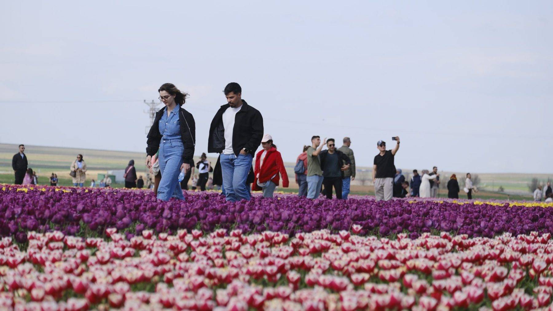 Gezmeye doyamadılar! Türkiye'nin en büyük lale tarlasına rekor ziyaret