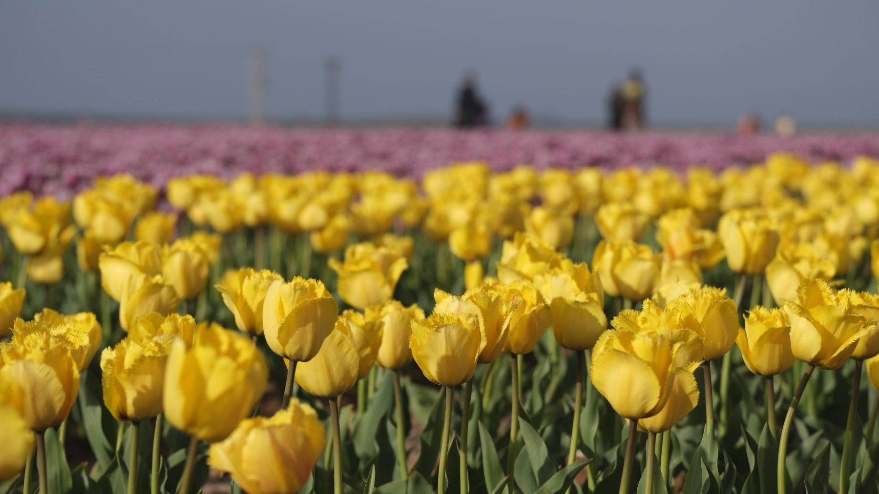 Gezmeye doyamadılar! Türkiye'nin en büyük lale tarlasına rekor ziyaret