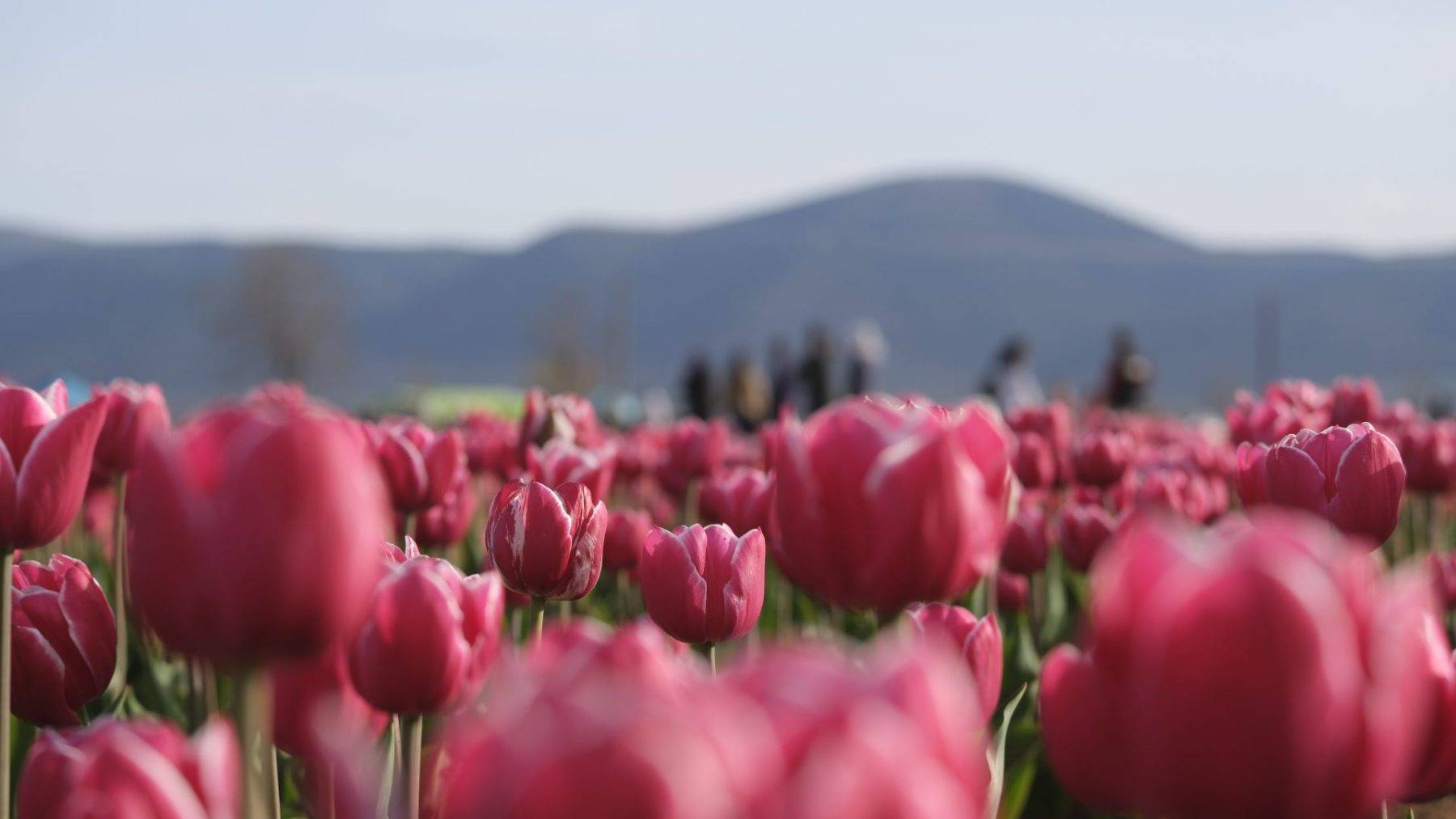 Gezmeye doyamadılar! Türkiye'nin en büyük lale tarlasına rekor ziyaret
