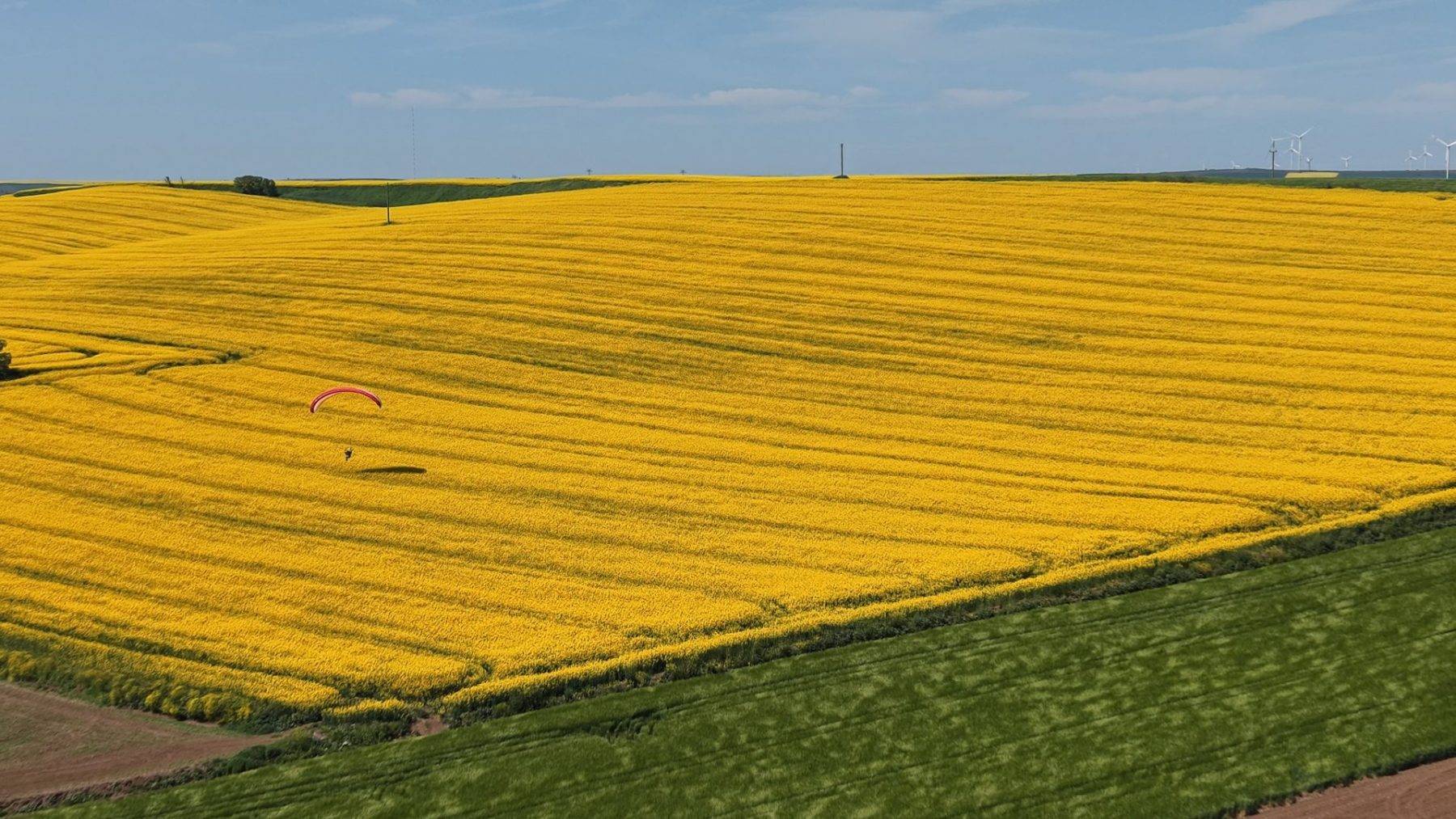 Sarı tarlalar üzerinde süzüldü! Tekirdağ'da kanola tarlaları mest etti