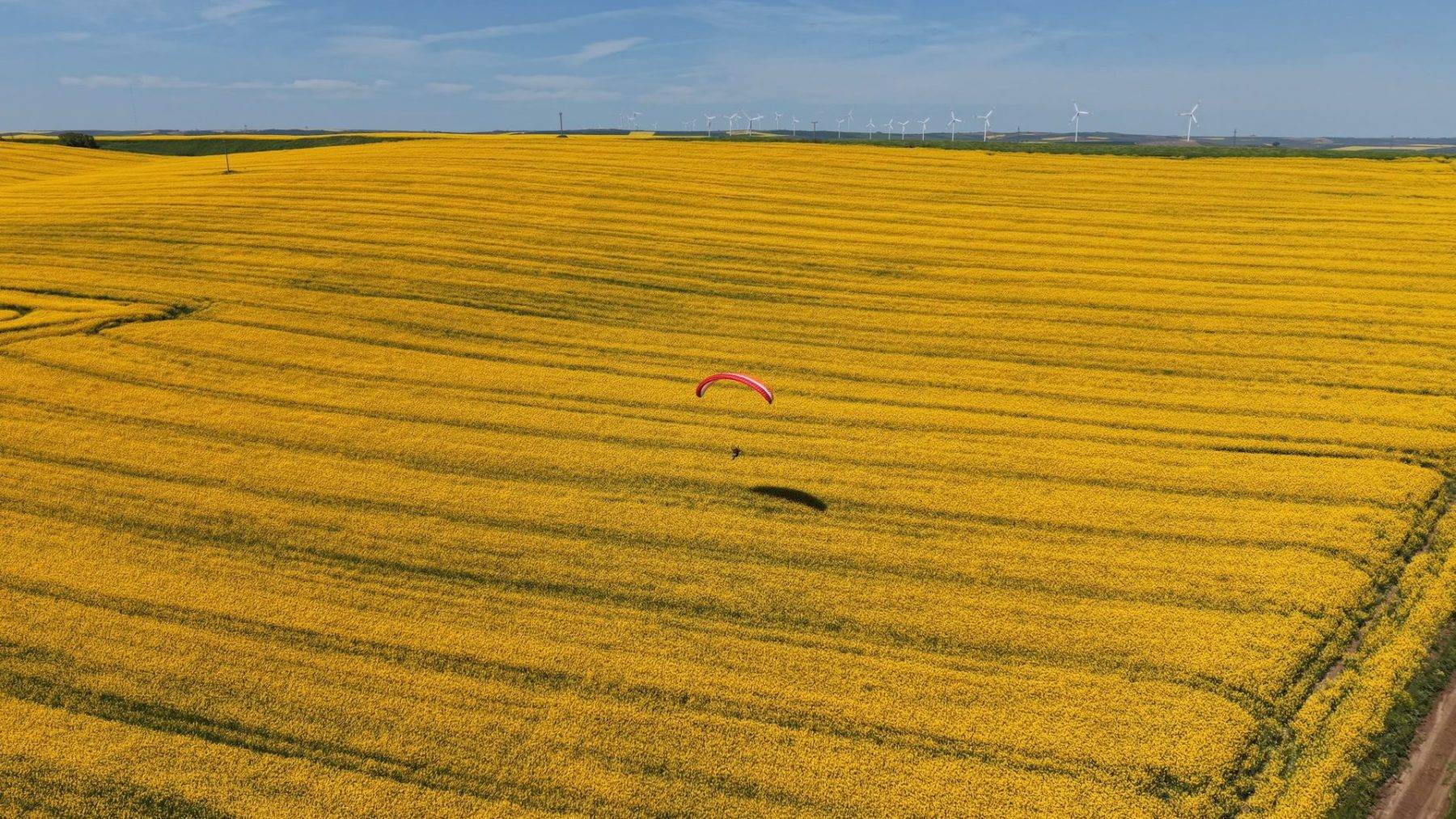 Sarı tarlalar üzerinde süzüldü! Tekirdağ'da kanola tarlaları mest etti